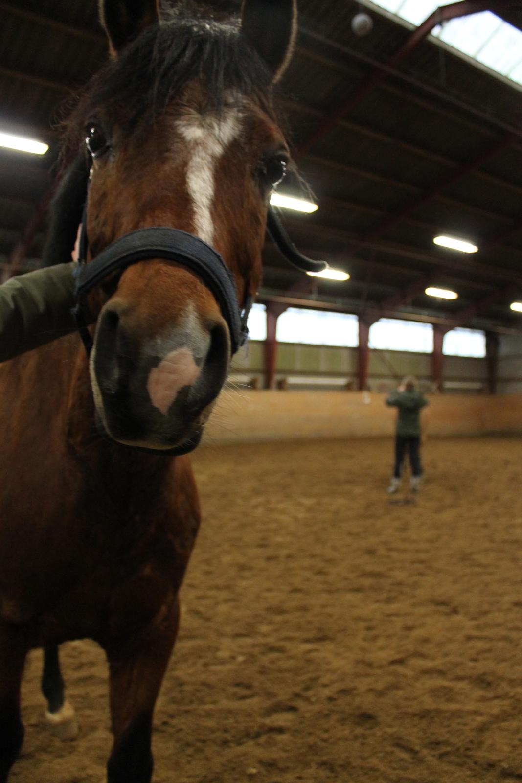 Tysk Sportspony Prop (Premiat) - Prop siger goddag med sit sædvanlige skæve ansigt :) billede 1