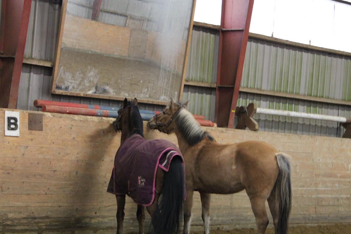 Tysk Sportspony Prop (Premiat) - Prop og hans veninde Sascha :-) billede 6