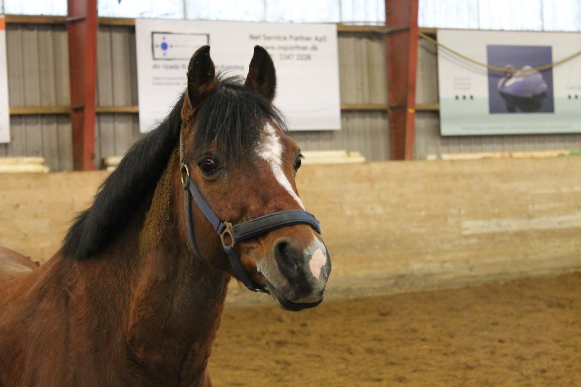 Tysk Sportspony Prop (Premiat) billede 5