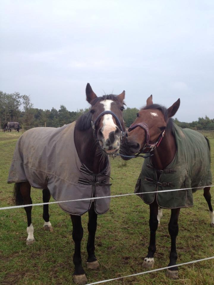 Dansk Varmblod Mayol - mayol og chivas <3 billede 15