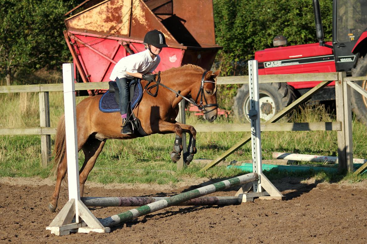 Anden særlig race | Smalagergårds Prins. billede 2