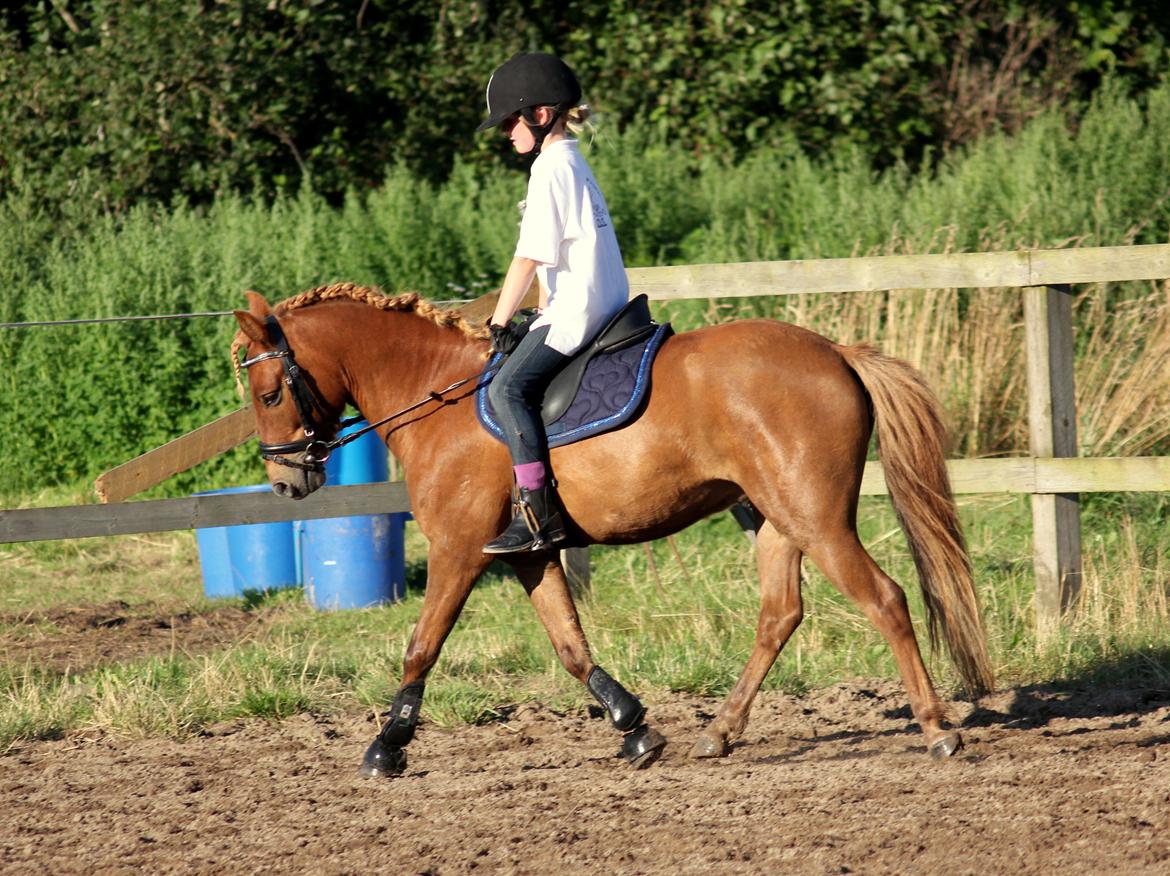 Anden særlig race | Smalagergårds Prins. billede 8