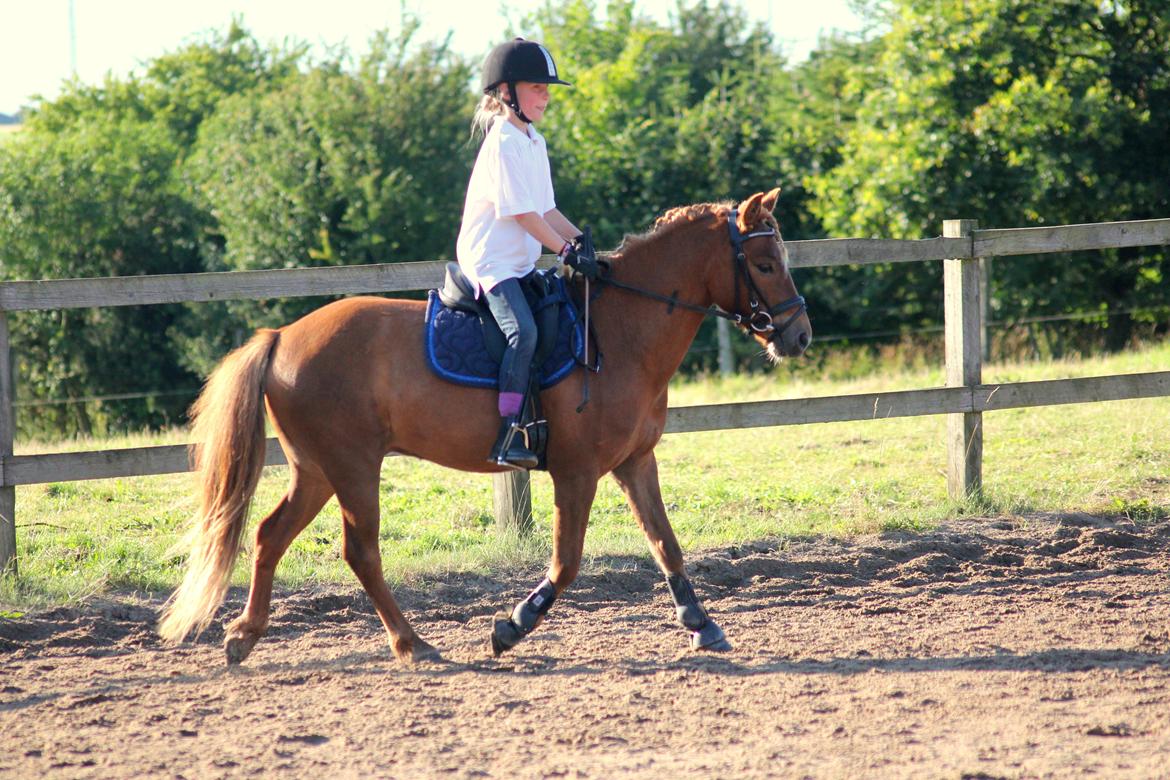 Anden særlig race | Smalagergårds Prins. billede 1