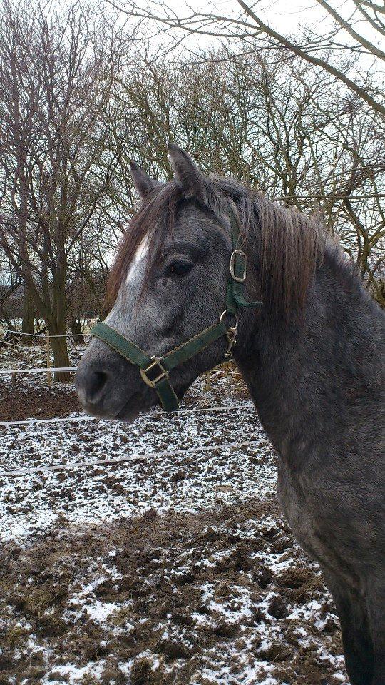 New Forest AB Jetstream - Vinterdreng billede 19