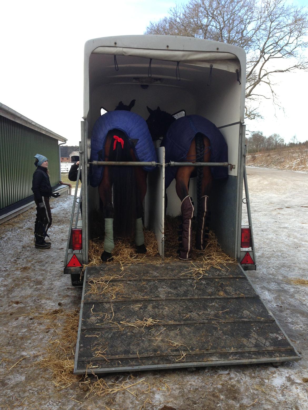 Svensk Varmblod Silent Garbo XX (SWE) - første stævne med Haribo! (Haribo til højre og Leah til venstre) billede 1