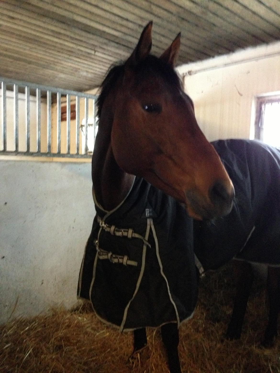 Svensk Varmblod Silent Garbo XX (SWE) - Smukke Haribo, lige da vi fik hende hjem billede 2