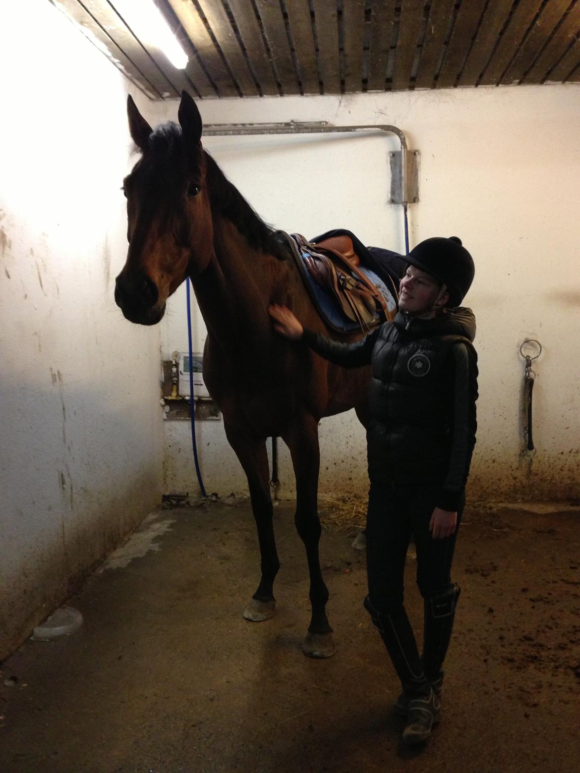 Svensk Varmblod Silent Garbo XX (SWE) - første dag med Haribo billede 3