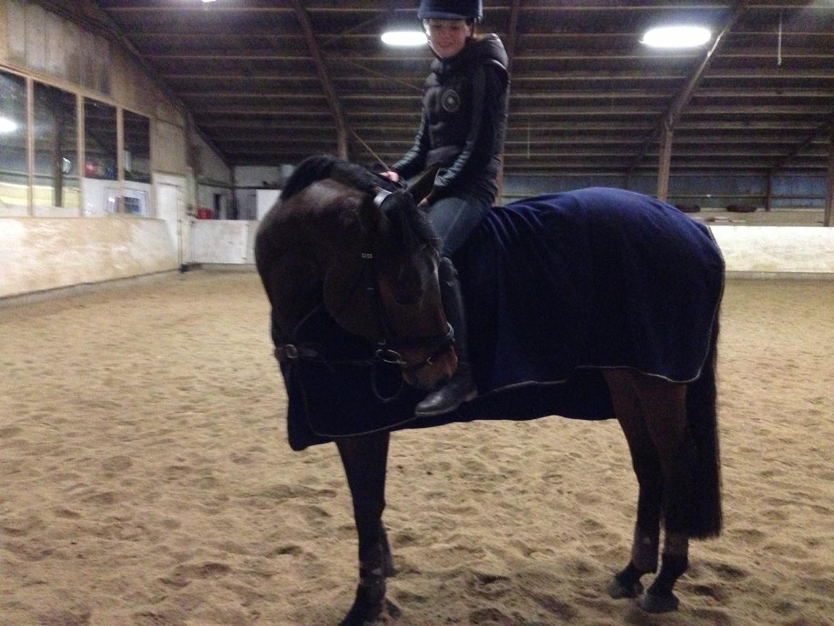 Svensk Varmblod Silent Garbo XX (SWE) - min smukke hest billede 4