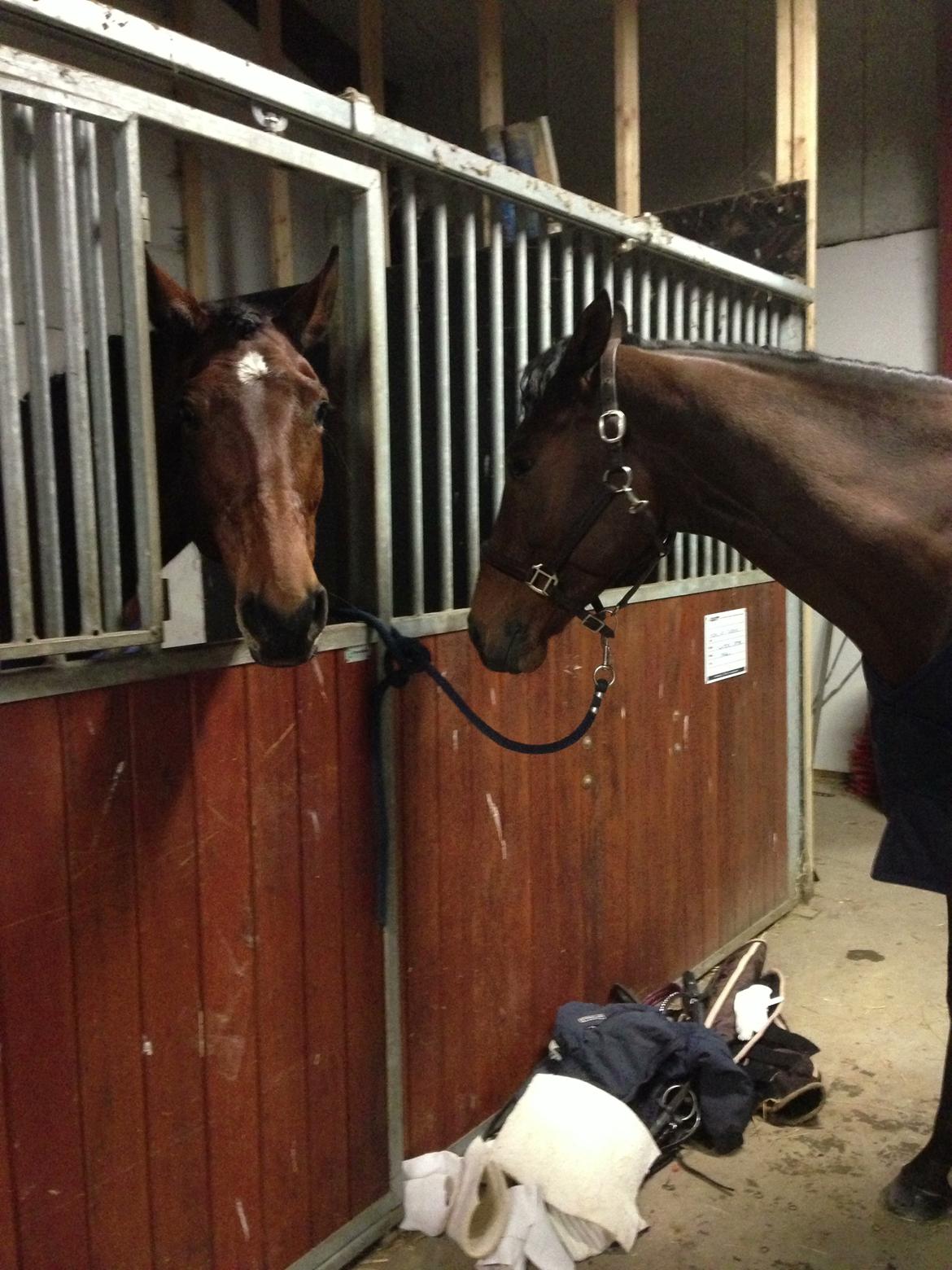 Svensk Varmblod Silent Garbo XX (SWE) - mine 2 små prinsesser, til stævne i Arden! - trætte efter hård ridning ;) (Haribo igen til højre og Leah til venstre) billede 5
