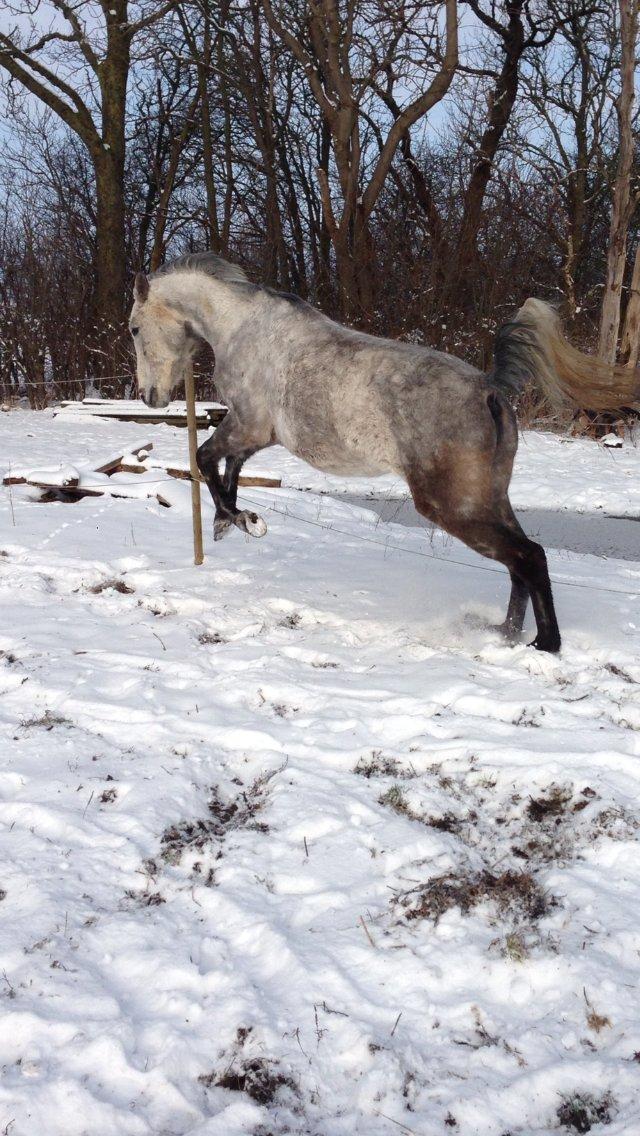 Anden særlig race India - India 10 februar 2013 billede 4
