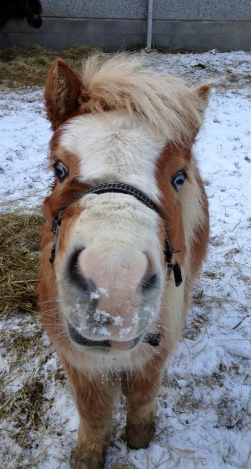 Shetlænder Bambus billede 2