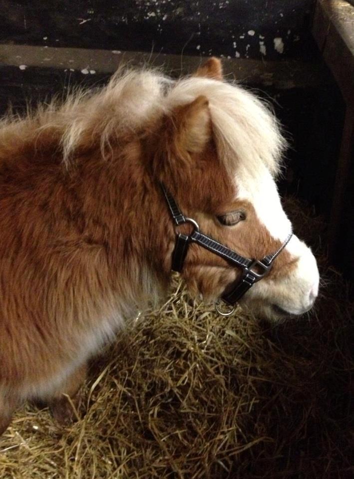 Shetlænder Bambus billede 3