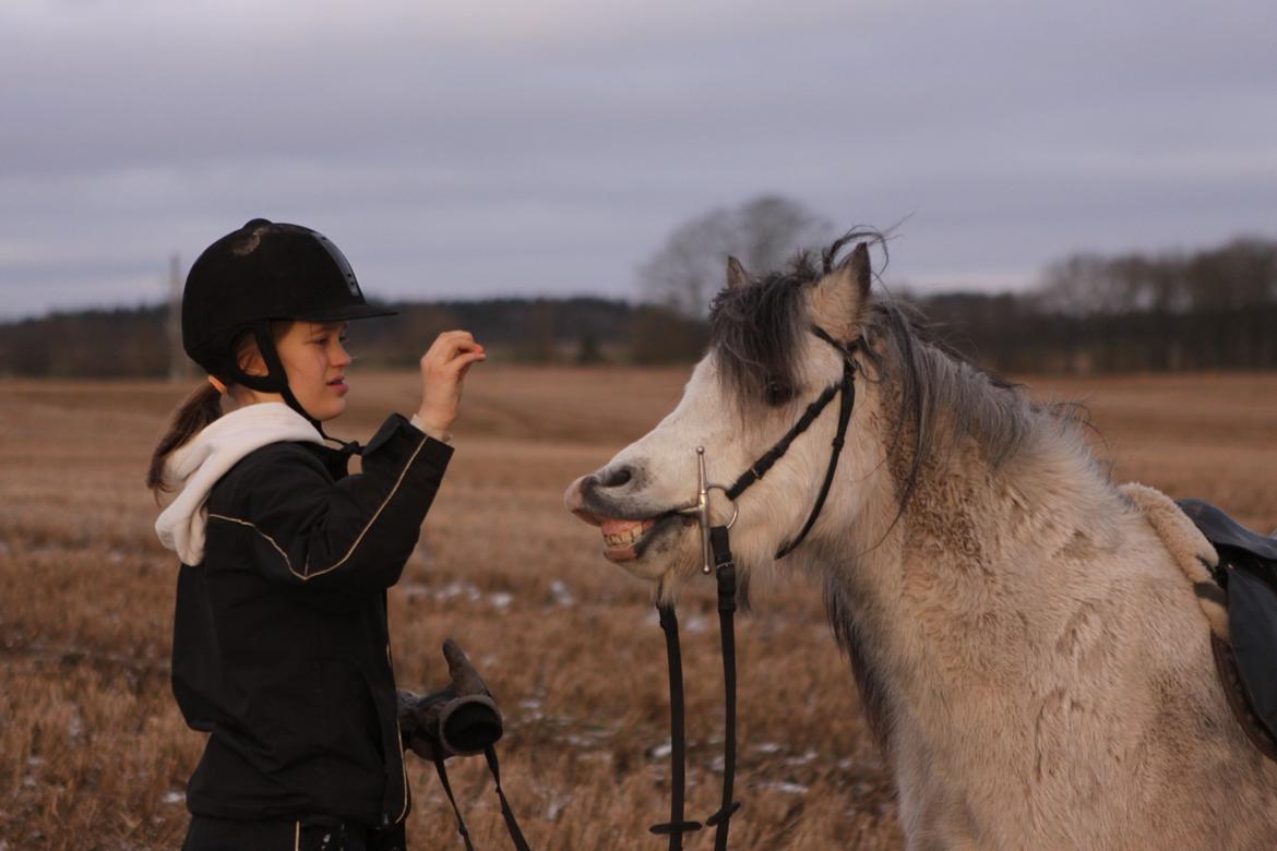 Welsh Pony (sec B) Lukas - Han er bare for nuttet!! :D <3 
Vinter 2013 billede 3