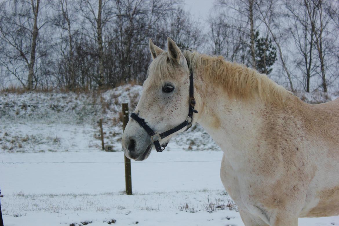 Connemara Elita Nordskov - Sne billede på folden - 9. Februar 2013 - Taget af mig billede 2