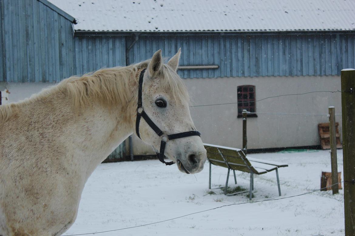 Connemara Elita Nordskov - Sne billede på folden - 9. Februar 2013 - Taget af mig billede 12