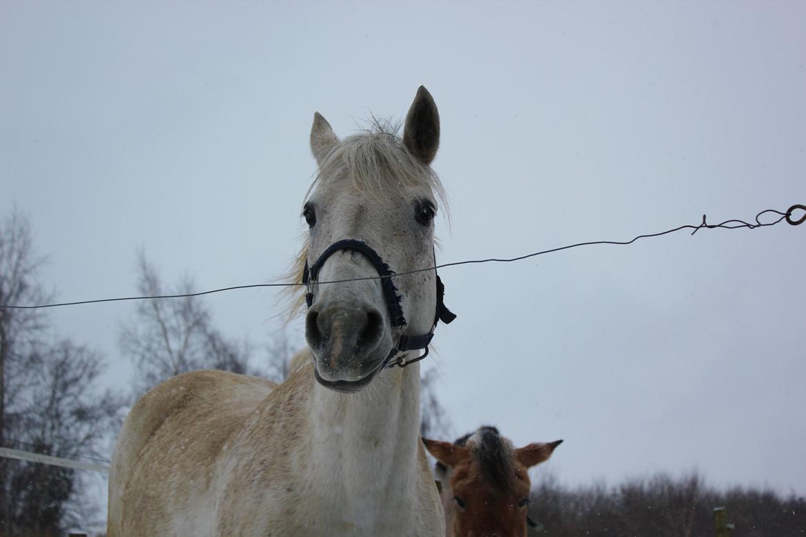 Connemara Elita Nordskov - Sne billede på folden - 9. Februar 2013 - Taget af mig billede 9