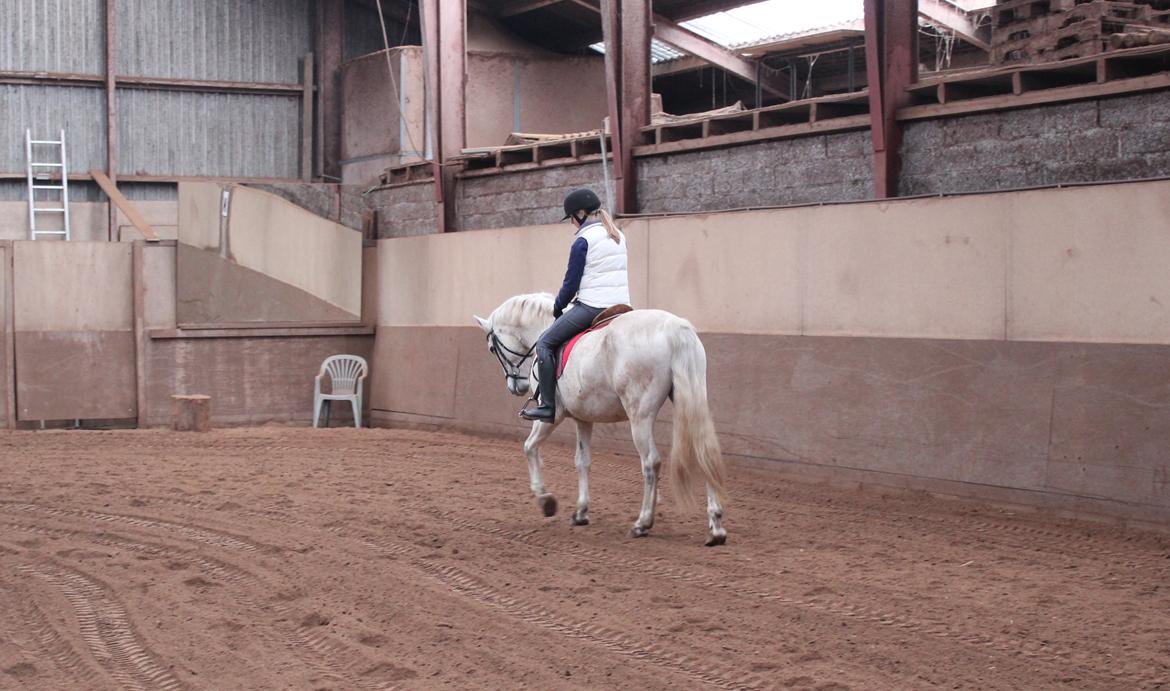 Connemara Elita Nordskov - Dressur træning - 9. Februar 2013 - Taget af Trine G billede 14