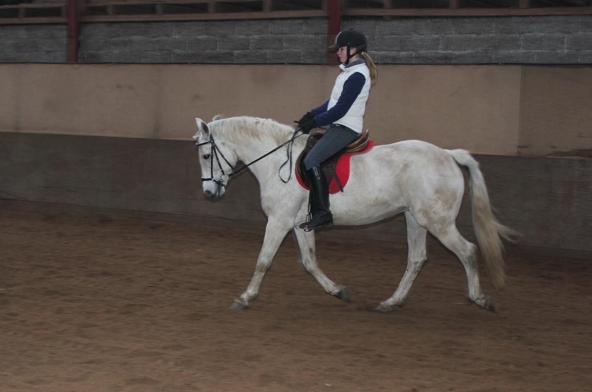 Connemara Elita Nordskov - Dressur træning - 9. Februar 2013 - Taget af Trine G billede 3