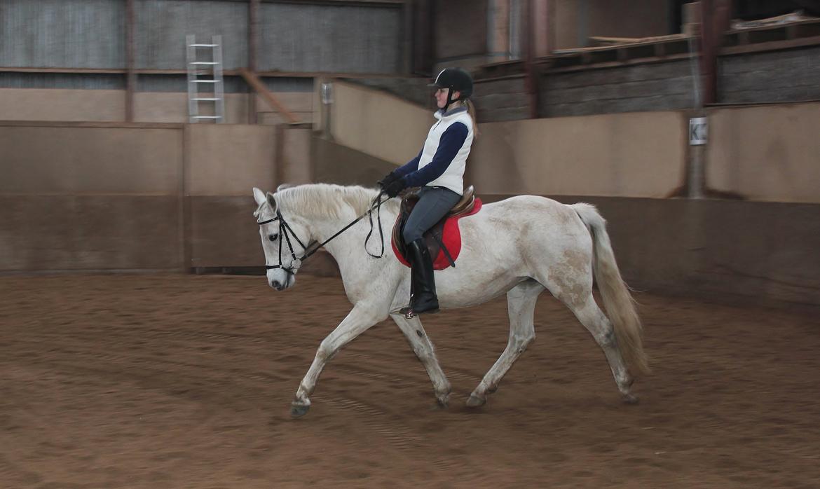 Connemara Elita Nordskov - Dressur træning - 9. Februar 2013 - Taget af Trine G billede 13