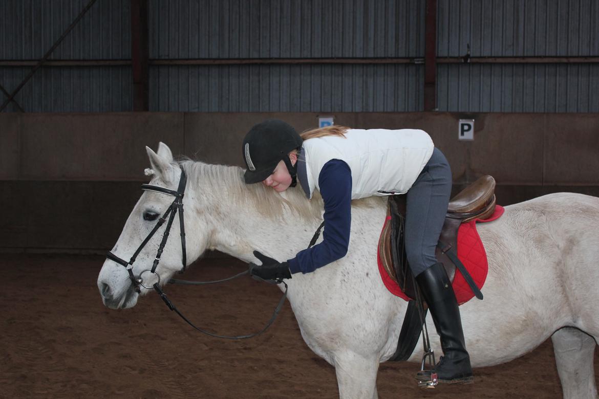 Connemara Elita Nordskov - Dressur træning - 9. Februar 2013 - Taget af Trine G billede 6