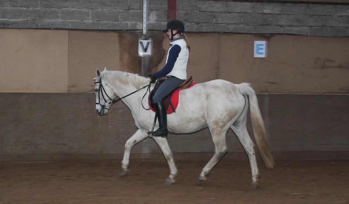 Connemara Elita Nordskov - Dressur træning - 9. Februar 2013 - Taget af Trine G billede 11