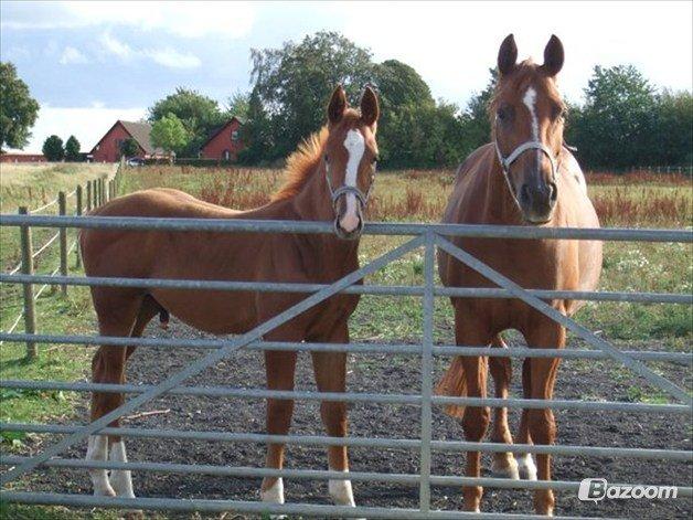 Dansk Varmblod Askemosens Marsia - 8. Potten for nogen år siden, med sit føl <3
Billede fra gl. ejer billede 8