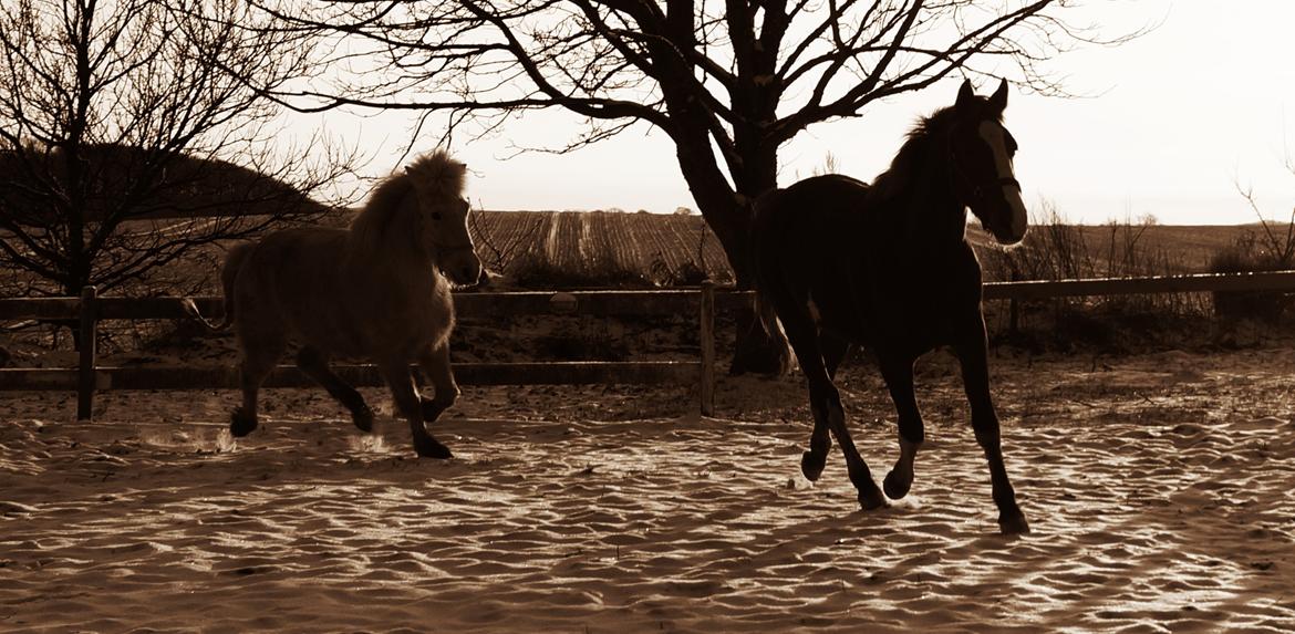 Pinto Whiskey In The Jar billede 18