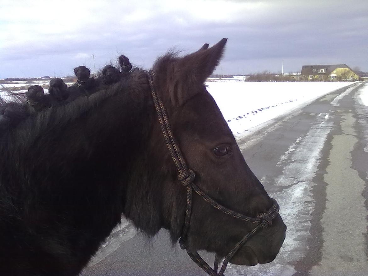 Anden særlig race cirkeline billede 19
