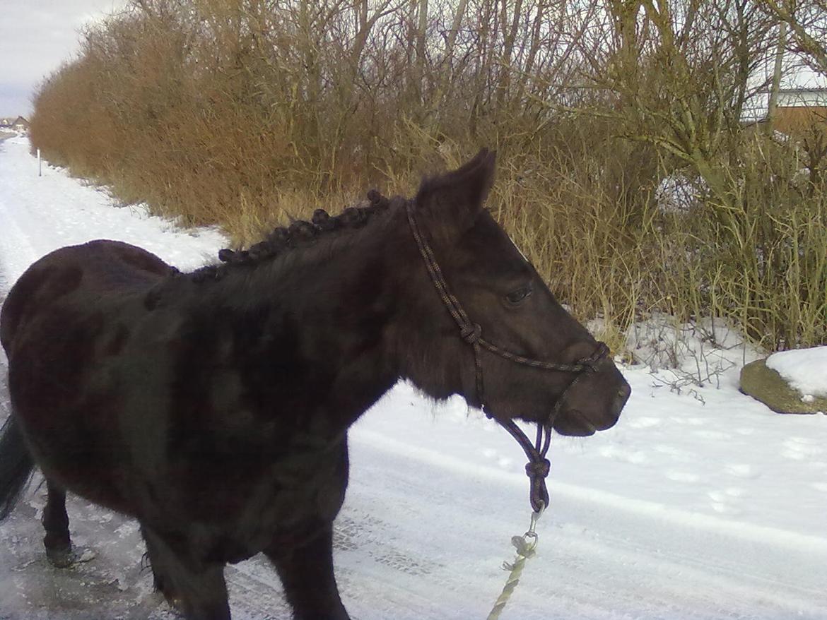 Anden særlig race cirkeline billede 20