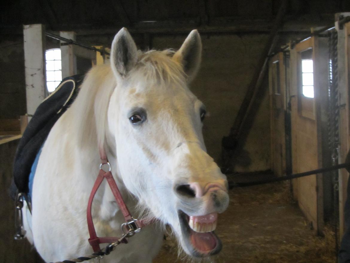 Pinto Marcia<3(Divaen<3) - hun er lidt træt:-)<3 billede 8