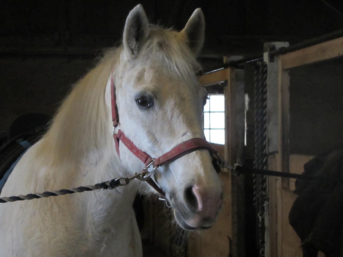 Pinto Marcia<3(Divaen<3) - hvor er du dejlige:-* billede 18