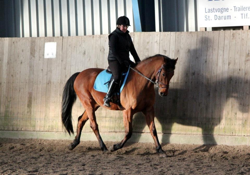 Holstener Flair billede 17