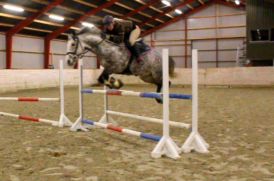 Arabisk fuldblod (OX) Milton - Vores rekord spring 1,10 meter!  billede 9