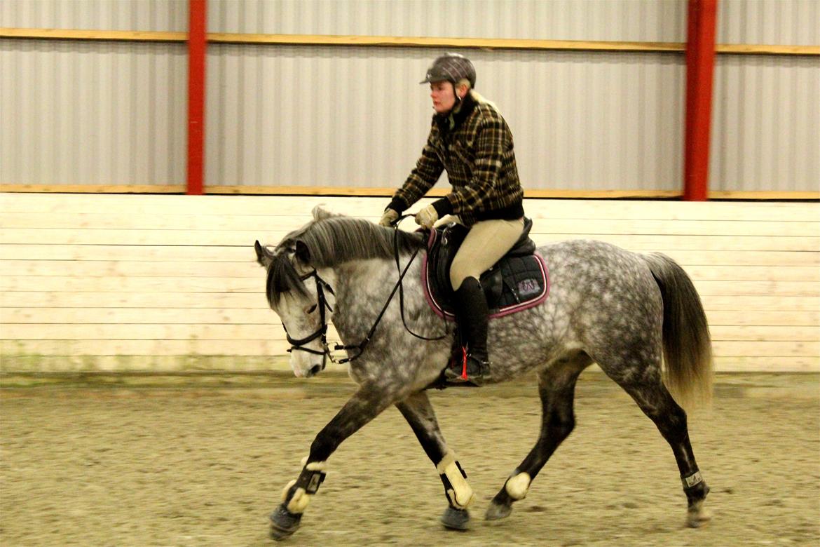 Arabisk fuldblod (OX) Milton billede 10