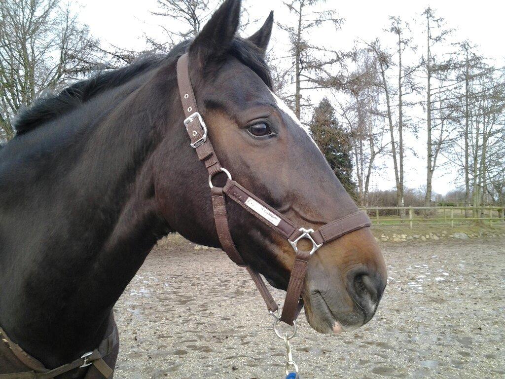 Anden særlig race Toftegård's Bounty [Min part] billede 20