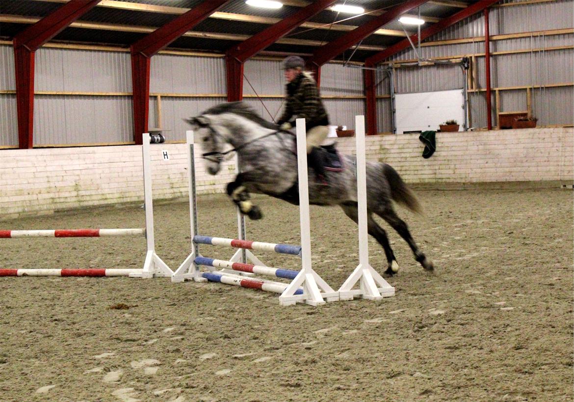 Arabisk fuldblod (OX) Milton billede 1