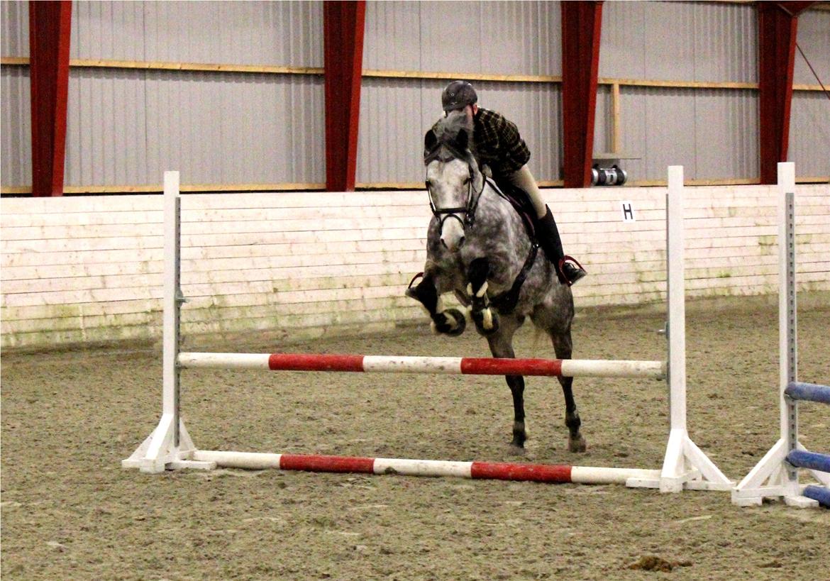 Arabisk fuldblod (OX) Milton billede 11