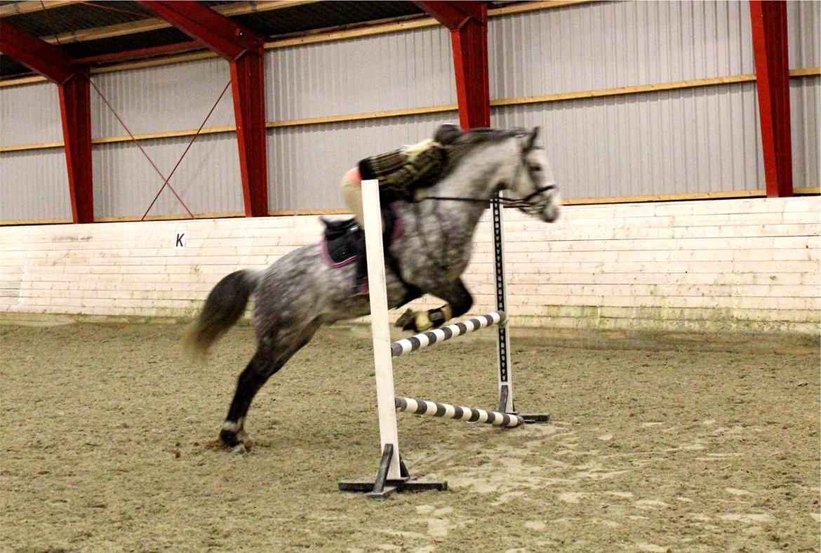 Arabisk fuldblod (OX) Milton billede 12