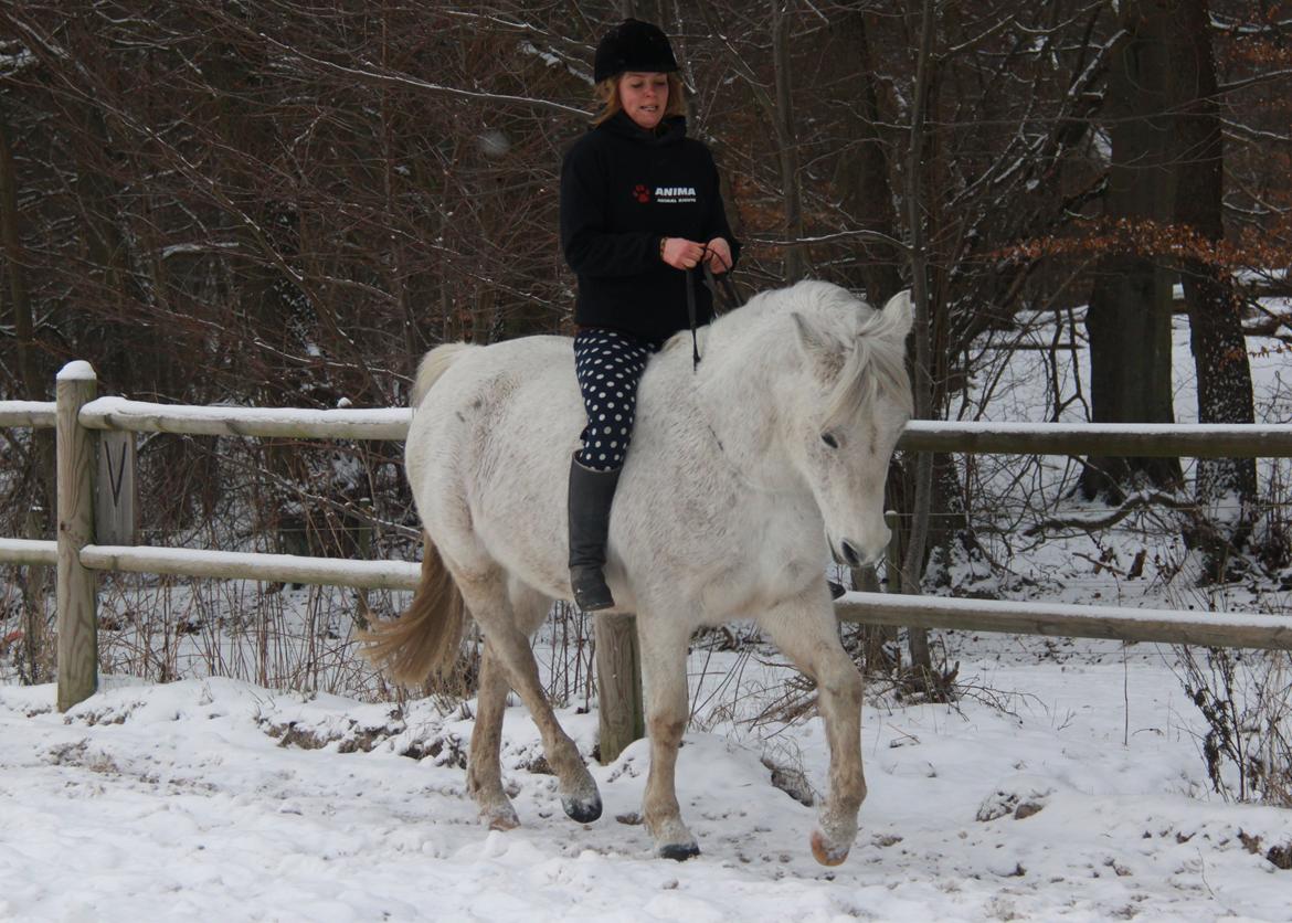 Anden særlig race Chiara - Februar 2013 - Første seriøse cordeo træning i over et år. Hun kunne skam godt huske signalerne ;) billede 1