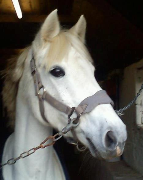 Welsh Pony (sec B) Lyngvejens Eliza (SOLGT) Savnet ? billede 9
