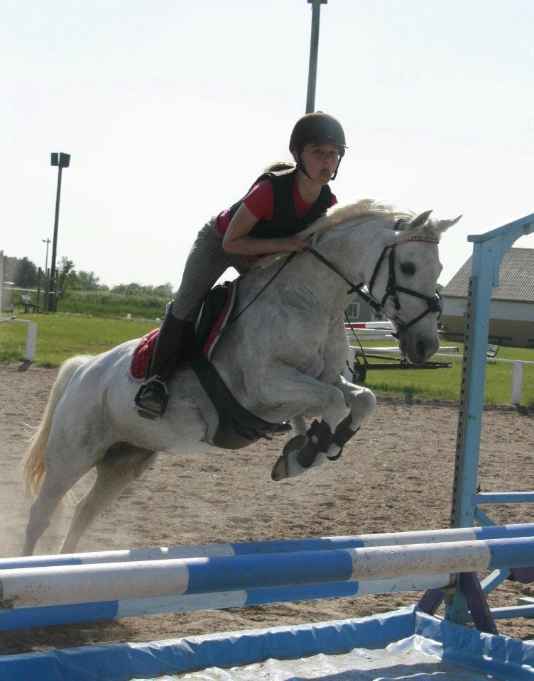 Welsh Pony (sec B) Lyngvejens Eliza (SOLGT) Savnet ? billede 10