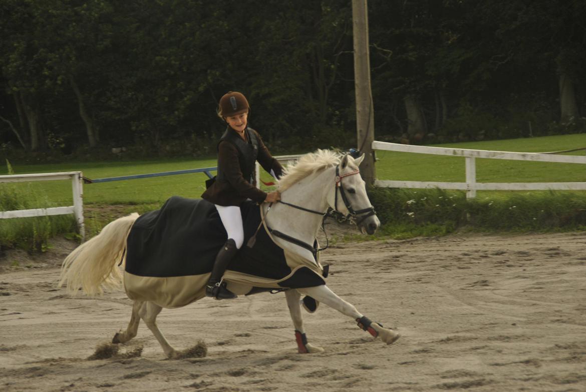 Welsh Pony (sec B) Lyngvejens Eliza (SOLGT) Savnet ? billede 11