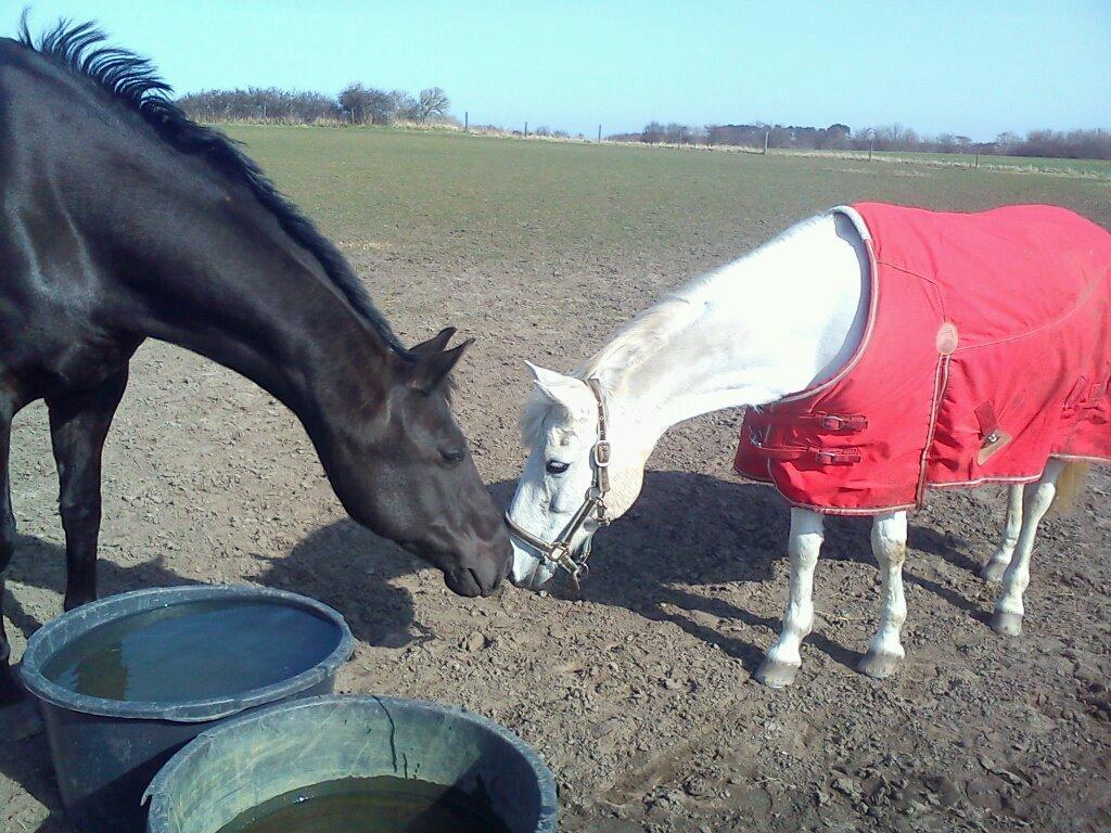 Welsh Pony (sec B) Lyngvejens Eliza (SOLGT) Savnet ? billede 13
