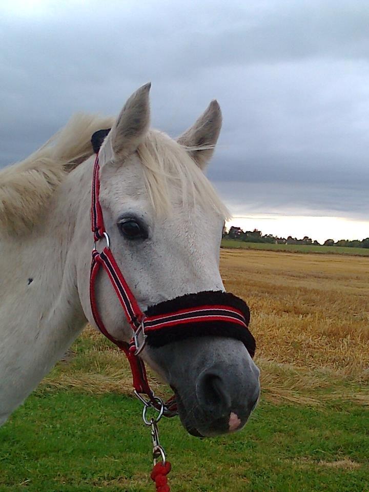 Welsh Pony (sec B) Lyngvejens Eliza (SOLGT) Savnet ? - Du gør min hverdag nemmere. <3 <3 <3  billede 1