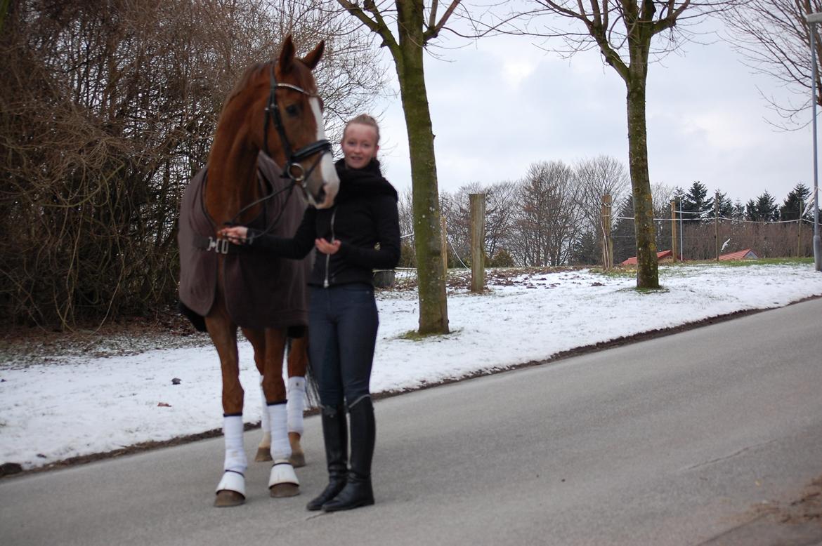 Dansk Varmblod Møgelmosegård´s Don R billede 3