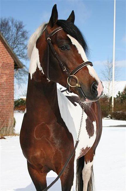 Pinto Sheroc Højgård - hov, du er kommet ind på min fantastiske ponys profil.:D VELKOMMEN:D billede 1