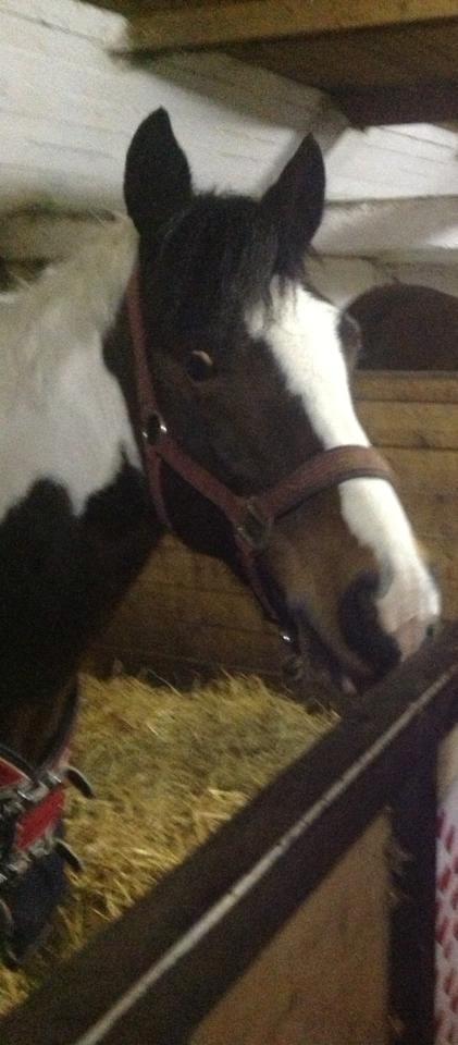 Pinto Sheroc Højgård - Skøre pony. <3 LOVE YOU<3 billede 7