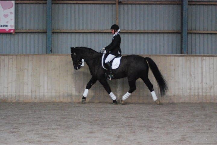 Oldenborg Evita af Hvarre billede 15