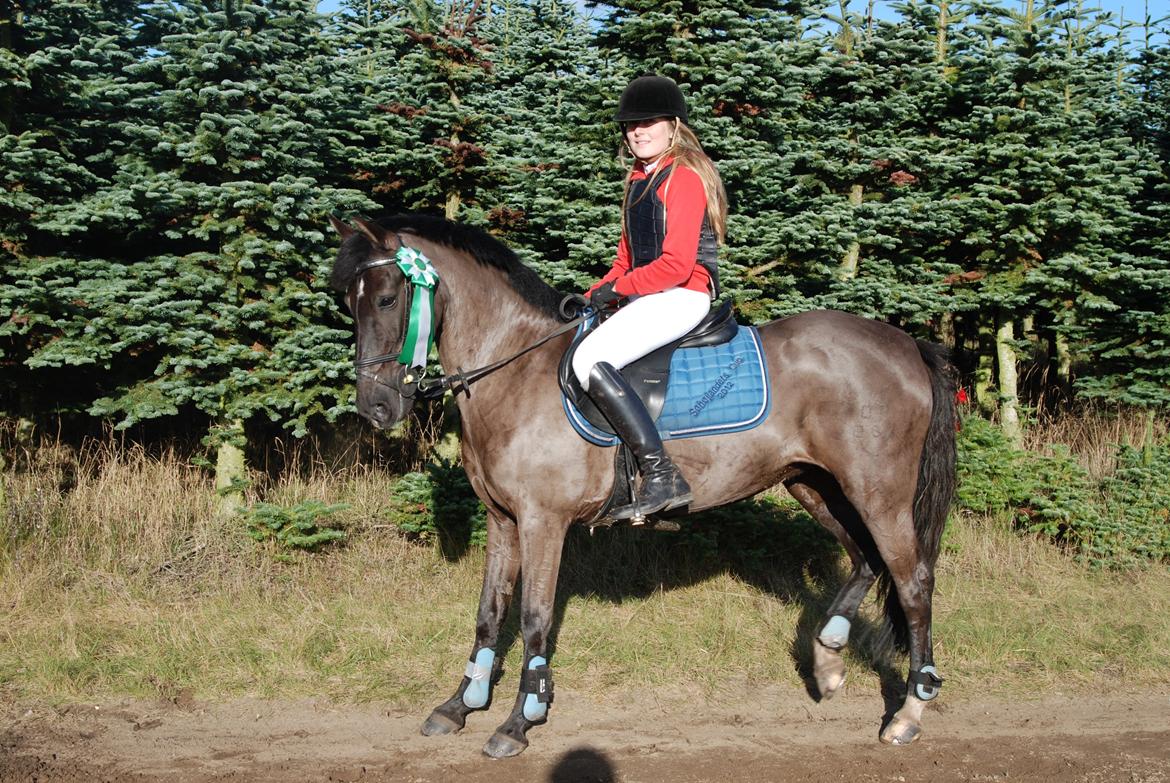 Pinto Daisy - Hubertudjagt 2012
3-plads i Midtjysk Jagtrideklub
Daisy<3 billede 13