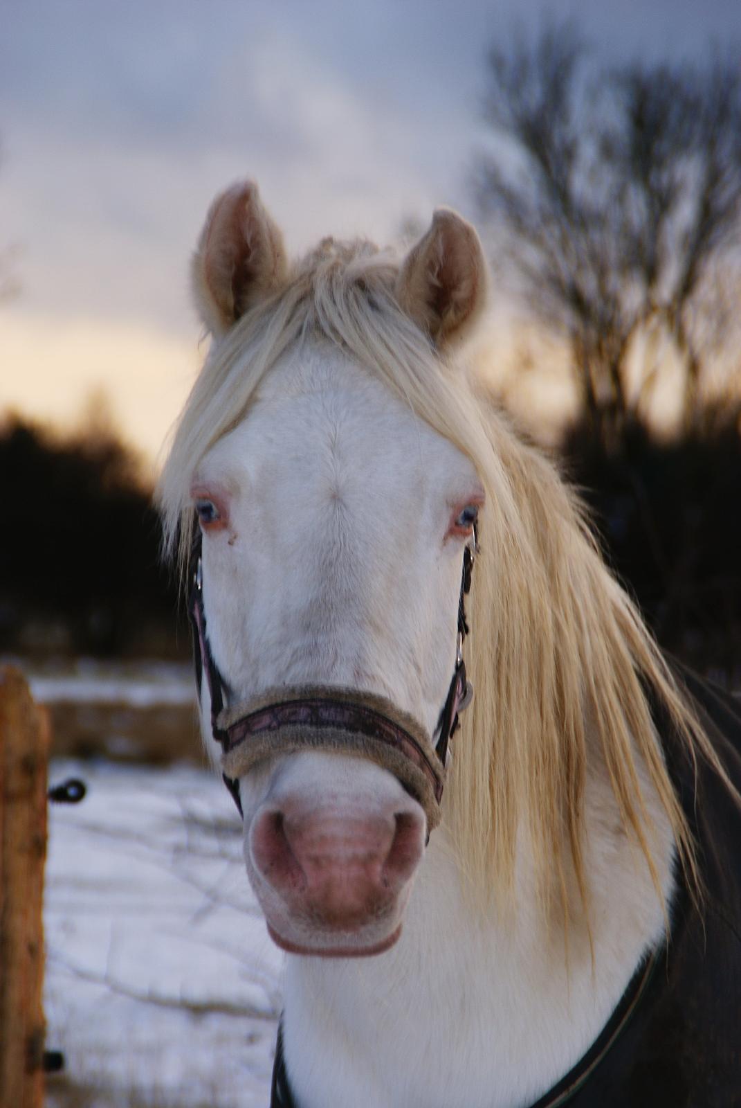 Connemara » Flying Dutchmann - 2013. Min smukke skat som jeg aldrig glemmer i vintersneen. ♥ billede 13